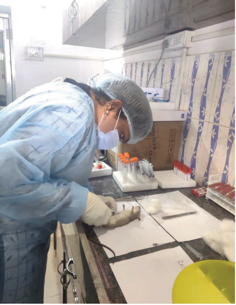 EIS officer collecting rodent sample during Scrub Typhus outbreak investigation, Sundargarh district, Odisha, October 2023