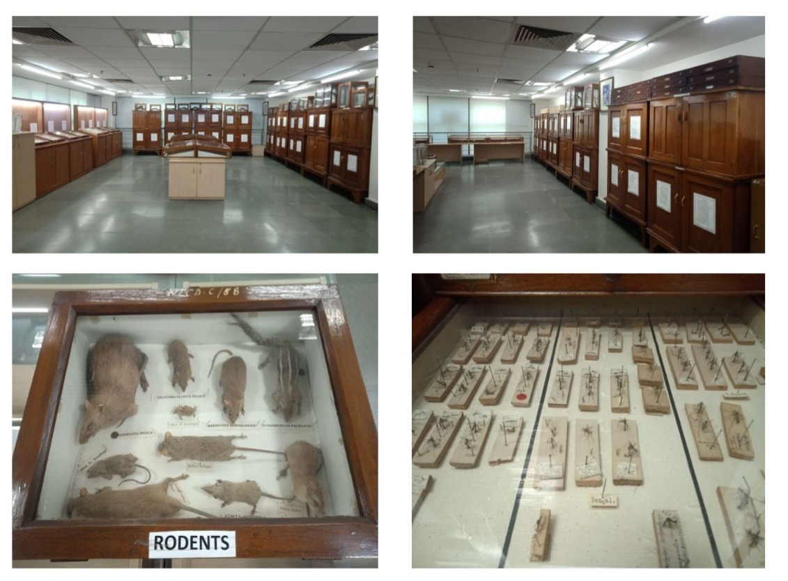 Museum